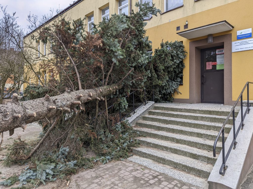 Powalone Drzewo Wanta